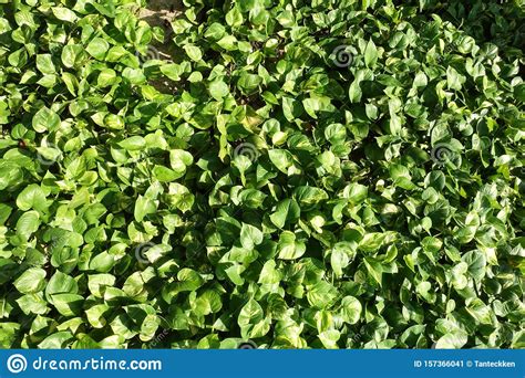 Green Money Plant Epipremnum Pinnatum Stock Image Image Of Creeper