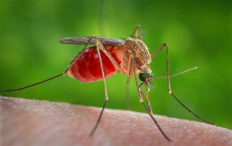 Scientists Engineer Mosquitoes That Cant Spread Malaria