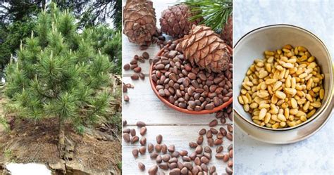 Where Do Pine Nuts Come From Plantandloving