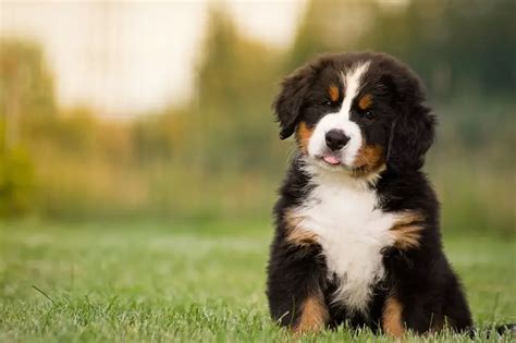 Bernese Mountain Dog Care Guide The Ultimate Forever Puppy Perfect