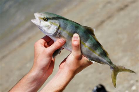 Rudderfish Banded South Atlantic Fishery Management Council