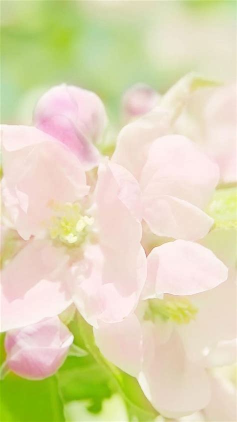 Nature Sunny Bright Pink Spring Flower Branch Iphone 6 Wallpaper