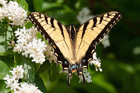 Tiger Swallowtail Butterfly Life Cycle