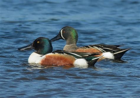 246978 Blue Winged Teal X Northern Shoveler Hybrid Main Pond Bird