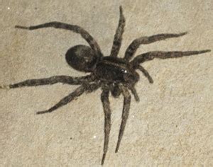 Did you know that the most poisonous spider in the world is the daddy longlegs? Carolina Wolf Spider, we believe - What's That Bug?