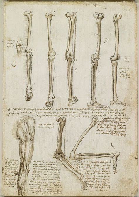 Leonardo Da Vincis Anatomical Sketches Anatomy Art Anatomy