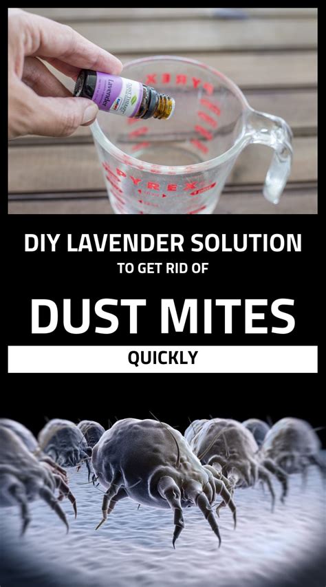 Diy Lavender Solution To Get Rid Of Dust Mites Quickly Dust Mites