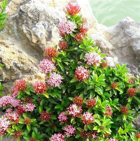 Cho nên bất cứ điều gì thiếu sót của họ khiến mất suất đi tiếp lần đầu tiên ở giải vô địch châu âu là một thất bại nghiêm trọng. Hoa Mẫu Đơn 1 - VƯỜN NHẬT