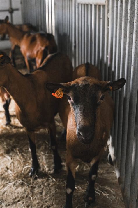 Caprine Arthritis Encephalitis In Goats