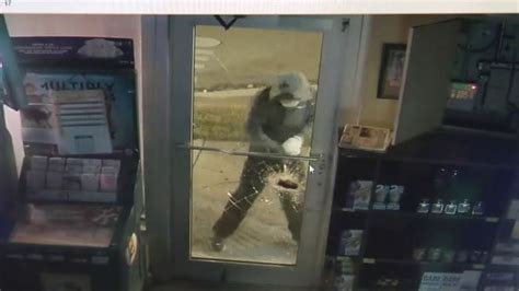 burglars use sledgehammer to break impact resistant glass at miami liquor store