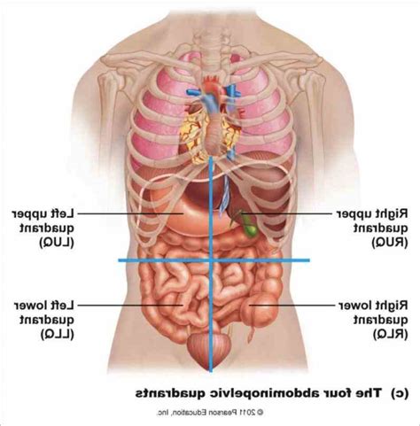 1.2 organs near the back. Abdominal Cavity Anatomy | MedicineBTG.com