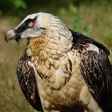 15 Fun Facts About Bearded Vultures Factopolis
