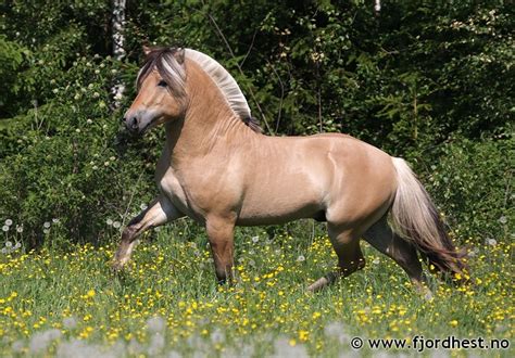 Fjord Horses In The Wild Of Their Native Norway Existed After The