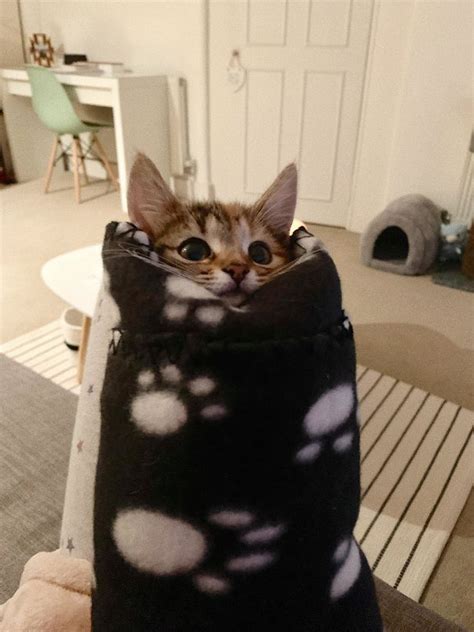 We Cant Wrap Our Heads On How Cute These Purrito Cat Wraps Are Cute