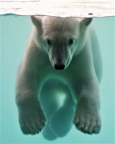 Polar Bear Cub Underwater The Polar Bear Ursus Maritimus Flickr