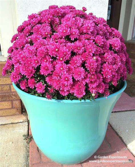 How To Grow Mums For Fall Color