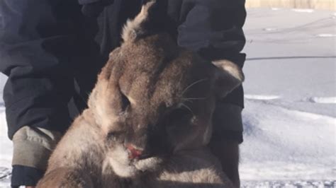 Cougar Killed In Wolf Trap In Duck Mountains Province Confirms