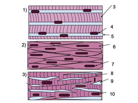 Arrangement of thick and thin filaments that accounts for. 15.3: Types of Muscle Tissue - Biology LibreTexts