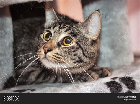 Scared Striped Cat Image And Photo Free Trial Bigstock