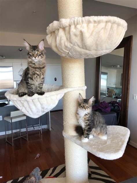 As their name suggests, maine coon cats are native to the pine tree state. Cat Tree Maine Coon Tower (Creme / White) | LOWEST PRICES ...