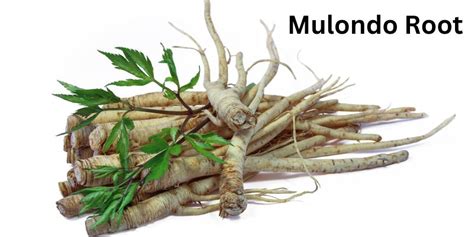 What Is Mulondo Herb Or Root The Health Benefits Of Mondia Whitei