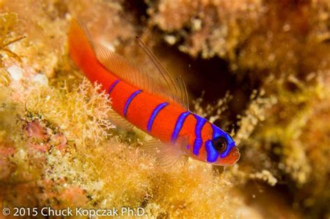 Blue Banded Goby Lythrypnus Dalli · Inaturalist