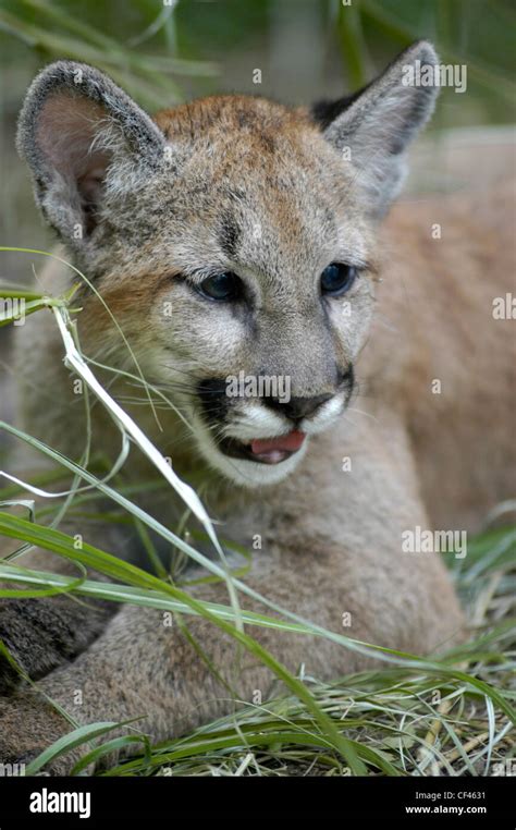 Junge Cougar Cincinnati Zoo Stockfotografie Alamy