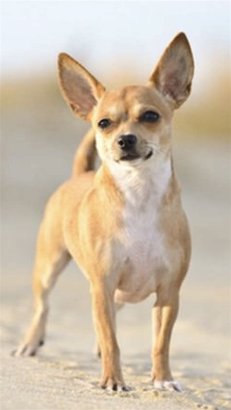 Chihuahua 🐶 Dog Breeds Cutest Small Dog Breeds Papillon Dog