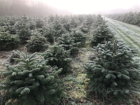 Frosty Trees 3 Warwickshire Christmas Tree Farm