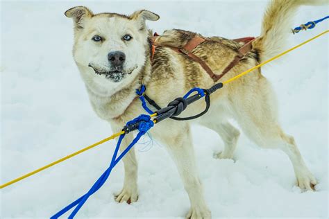 Free Images Snow Winter Alaska Pulling Dog Breed Sledding