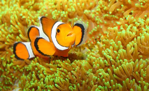 Were Not Clowning Around Our Favorite Orange Fish Is On The Decline