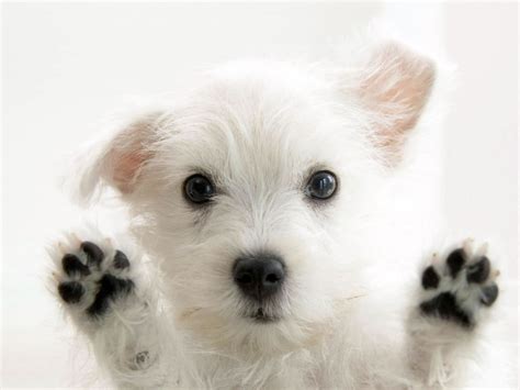 Cute Little White Dog Okay Wallpaper