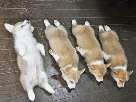 Especially corgis demonstrating their extreme cuteness and originality. 22+ Puppies That Can Sleep Anywhere And Anytime | Bored Panda