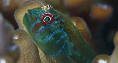 Goby Guardians Of The Coral