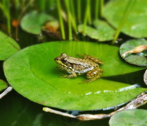 Overharvested Water Frogs May Soon Vanish In Turkey