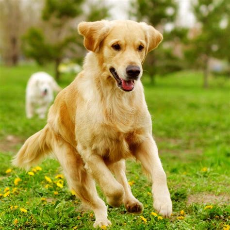 Beautiful Happy Dog Golden Retriever Running Around And Playing Stock