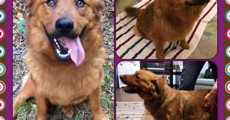 There are two variations of golden retrievers, field goldens and show goldens. Houston, TX Kendal is a Chow/Golden Retriever mix with ...