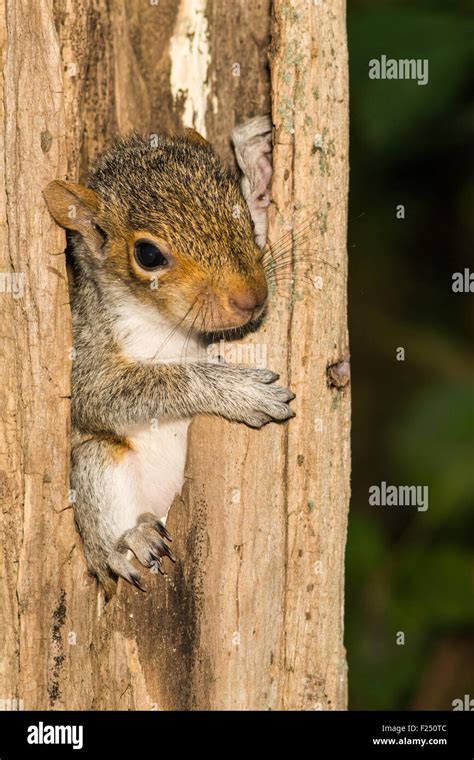 Baby Gray Squirrel Learning To Climb Stock Photo Alamy