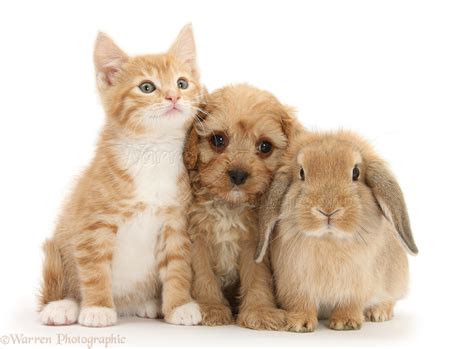 Pets: Ginger kitten with Cavapoo pup and Lop rabbit photo WP26737