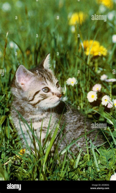 Kitten Sitting On Meadow Stock Photo Alamy