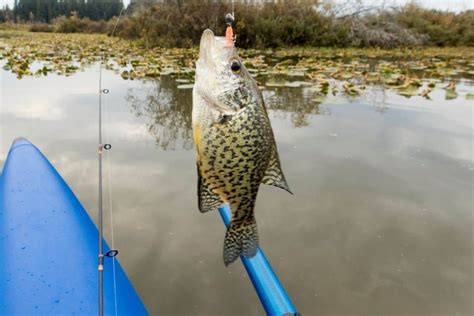12 Best Crappie Fishing Lakes In Washington Best Fishing In America