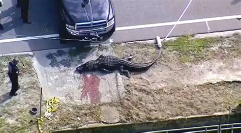 Watch 13 Foot Alligator Killed In Florida After Seen By Eyewitness