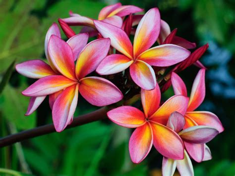 Top 10 Most Fragrant Flowers In The World