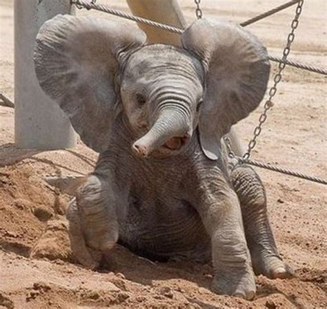 Can You Believe It Adorable Pygmy Elephants Baby Animal Zoo