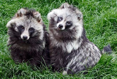 What Is A Raccoon Dog Quora