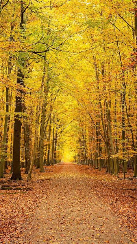 Yellow Forest Wallpapers Top Free Yellow Forest Backgrounds