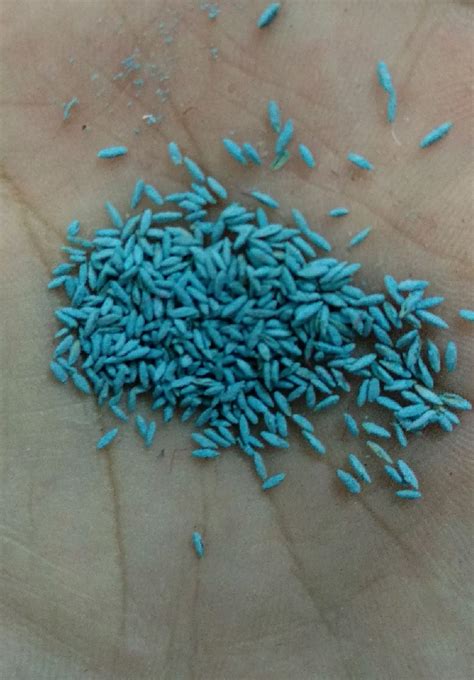 Maybe you would like to learn more about one of these? Jual Biji Rumput Lapangan Sepak Bola 100 gr | SENTRATANI.COM