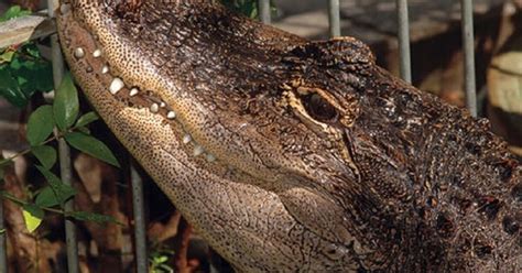 18 Years Later Alligator Gets New Home At La Zoo
