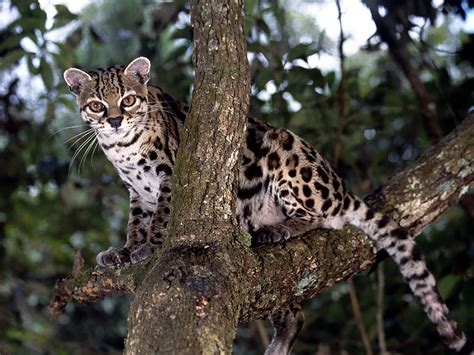 Beautiful Rare Wild Cat Species Memolition