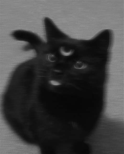 Pin By Sara Araujo 🌞 On Widget 2 Cat Dark Black Cat Aesthetic Cat